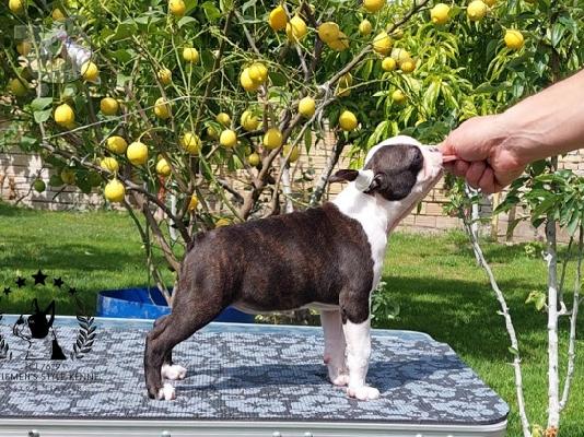 Boston Terrier